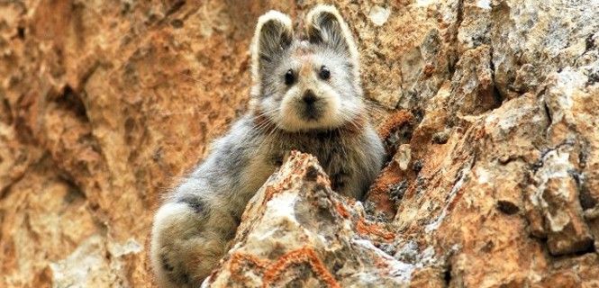 Imagen de un ejemplar de 'Ochotona iliensis' captada el pasado año / Foto: Li Weidong