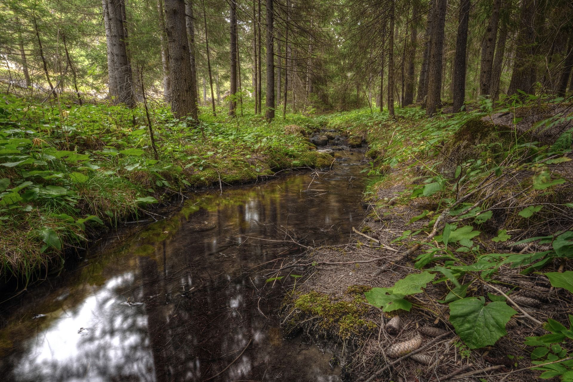 Arroyo en un bosque de pinos / Foto: Sergio Cerrato - Pixabay 