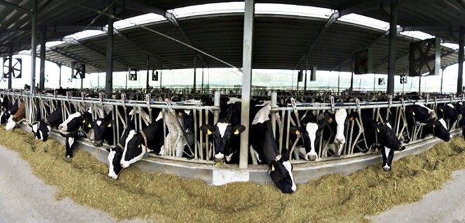 Vacas Holstein, la raza más empleada para la producción de leche / Foto: Bizoo_n