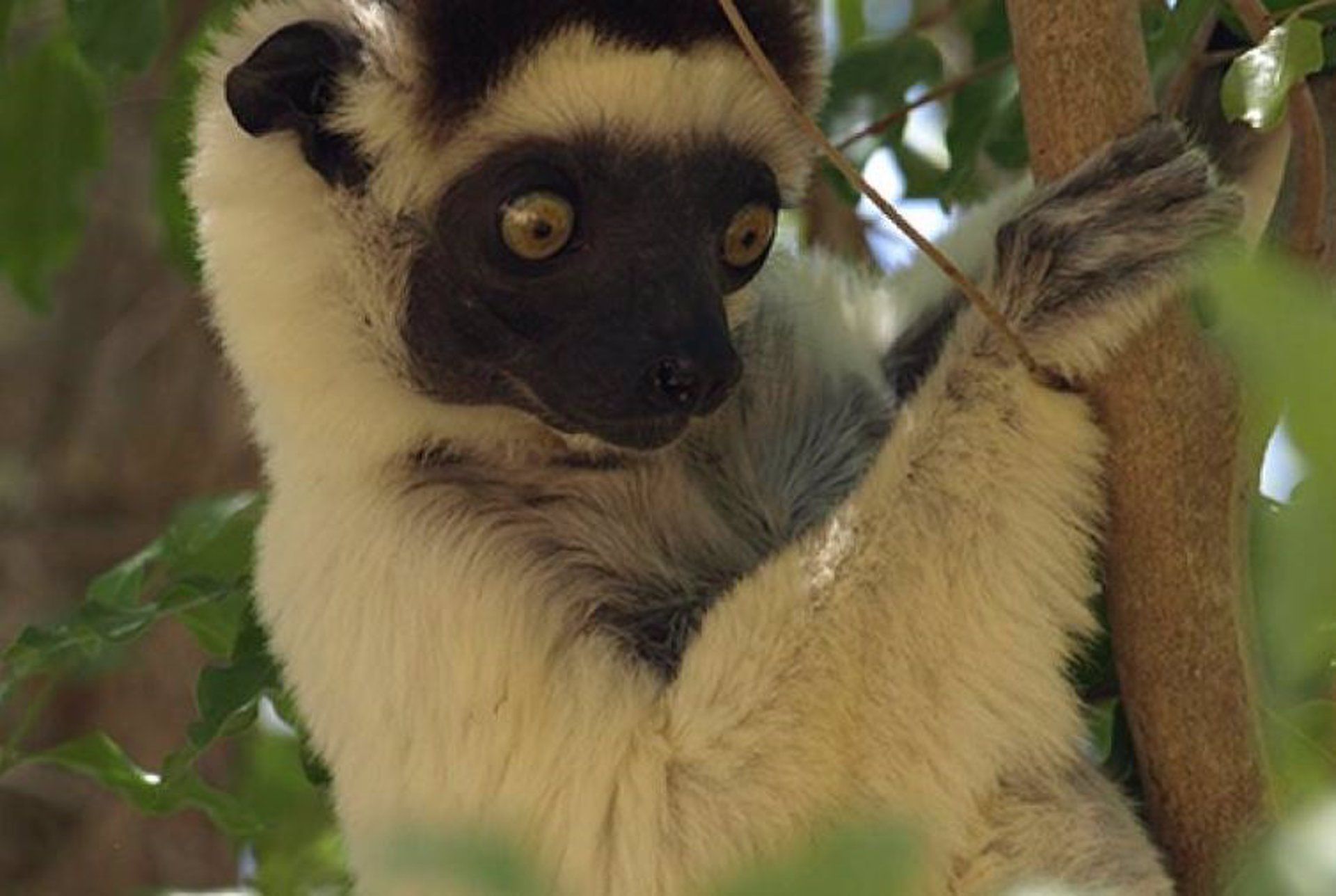 El sifaka de Verreaux 'Propithecus verreauxi', en peligro crítico de extinción / Foto: EP