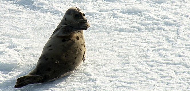 Un cachorro juega en el hielo antes del inicio de la temporada de veda para la caza de focas en 2011 / Foto: Frank Loftus - The HSUS