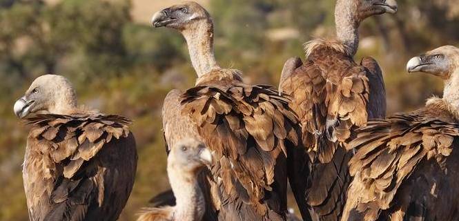 Un grupo de buitres del tipo leonado comen en grupo / Foto: Jesue N.