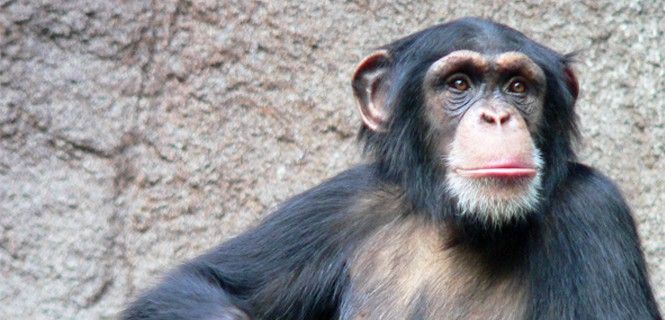 Un chimpancé común en el zoológico de Leipzig (Alemania). Los derechos de los animales / Foto: Wikipedia - Thomas Lersch
