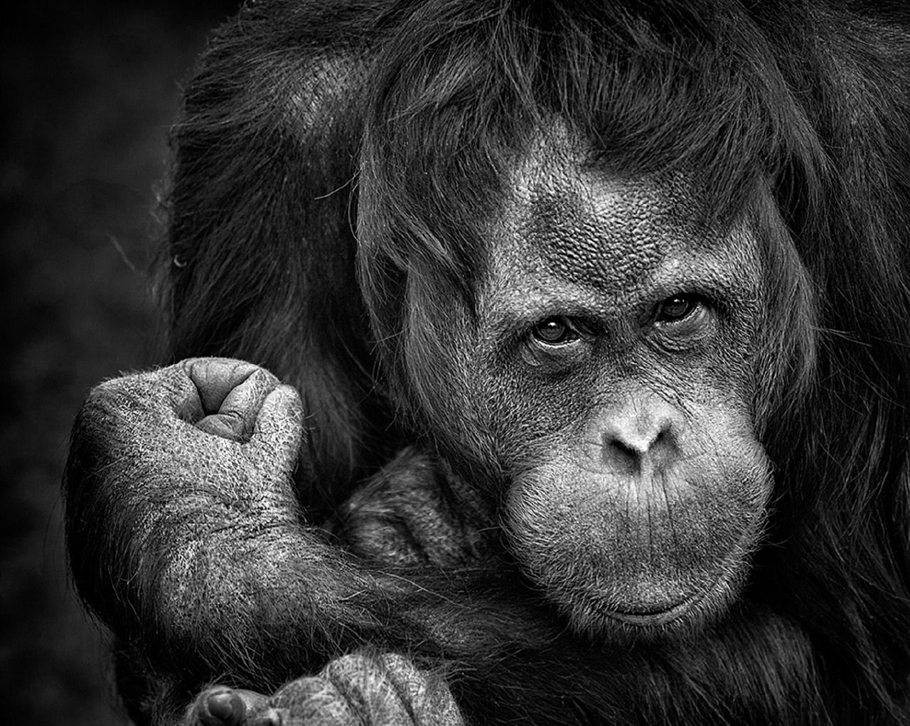 Un ejemplar de orangután. Los simios suelen ser objeto de experimentación para investigar fármacos o vacunas como las de la COVID-19 / Foto:  Pixabay