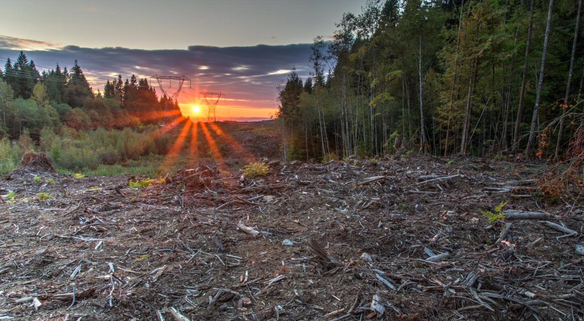 Un tramo tala junto a un área de bosque, como sucede amenudo en zonas protegidas / Foto: EP