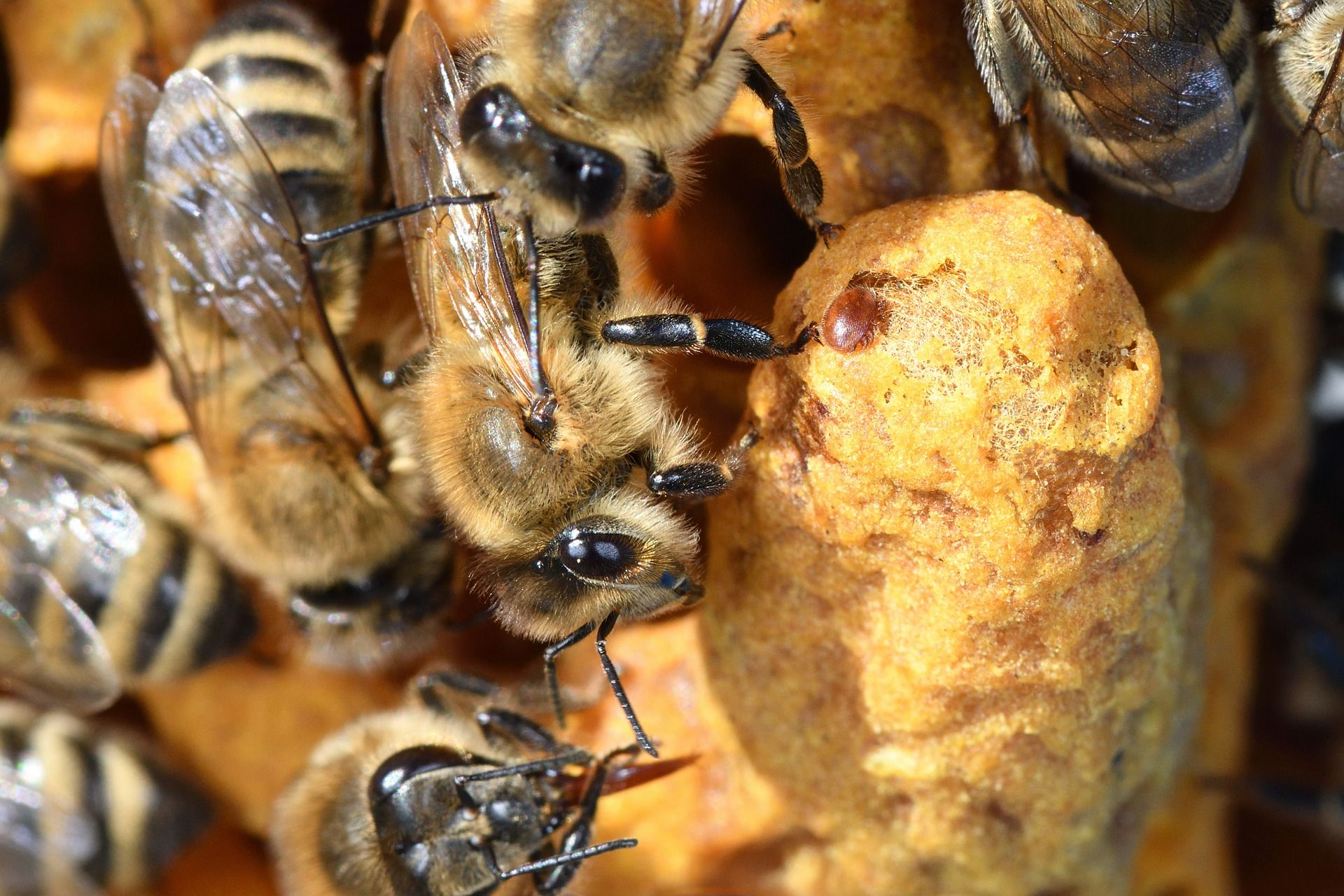La varroa es un ácaro que parasita en las abejas / Foto: Serge - Pixabay
