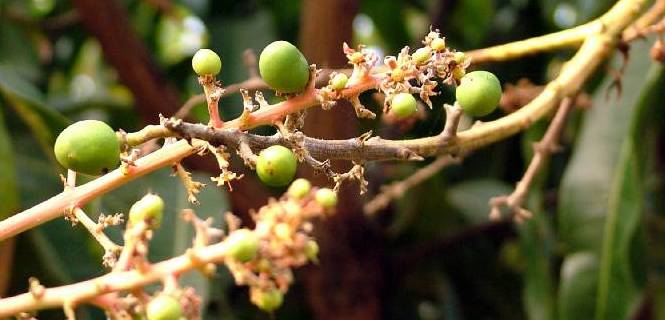 Frutos de un àrbol de mango en la India. / Foto: Aravind Teki