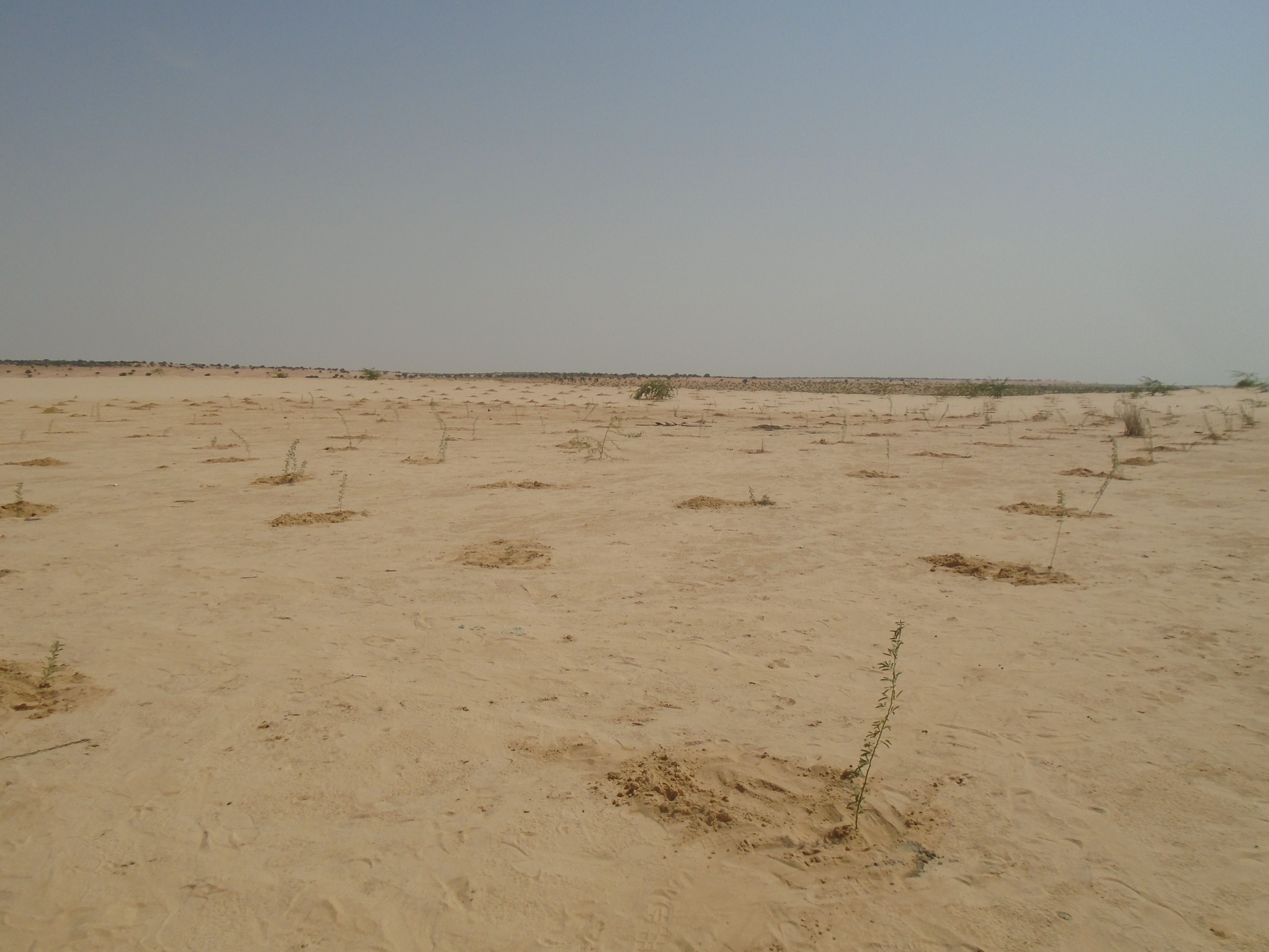 Sistema de fijación natural de dunas / Foto: APGMV