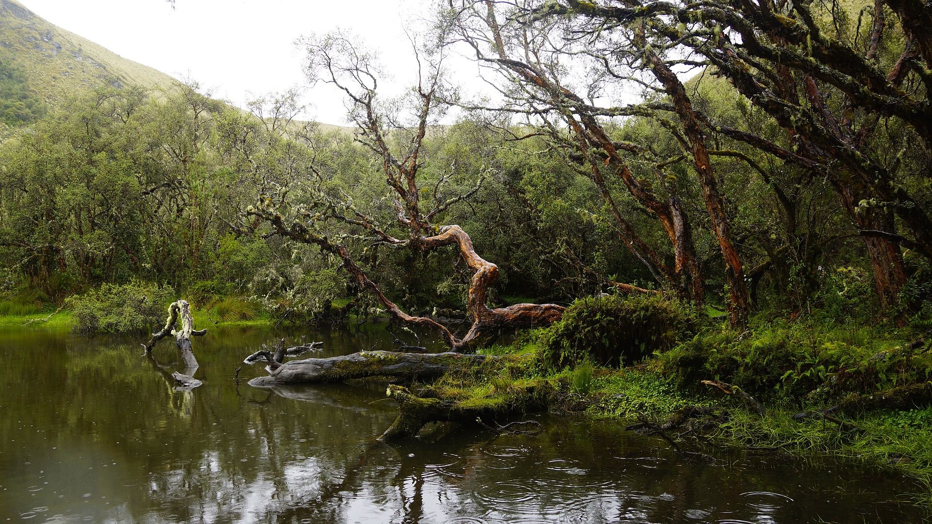 Ecosistemas acuáticos / Foto: Alejandro Miranda - Pixabay