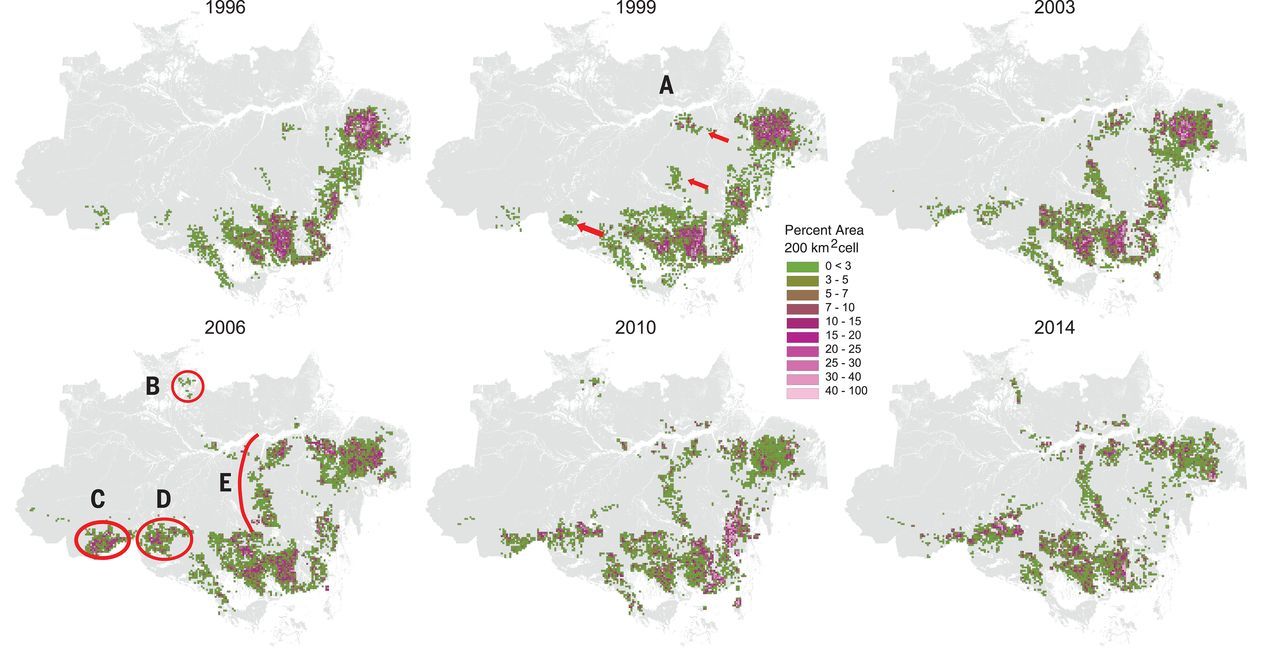 Áreas detectadas de degradación forestal por tala y quema del sotobosque / Imagen: DICYT