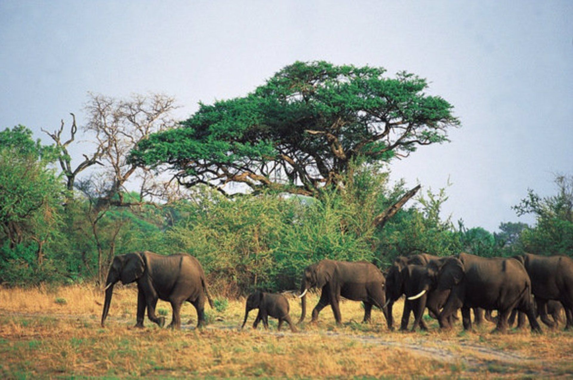 Un grupo de elefantes en Botsuana / Foto: EP