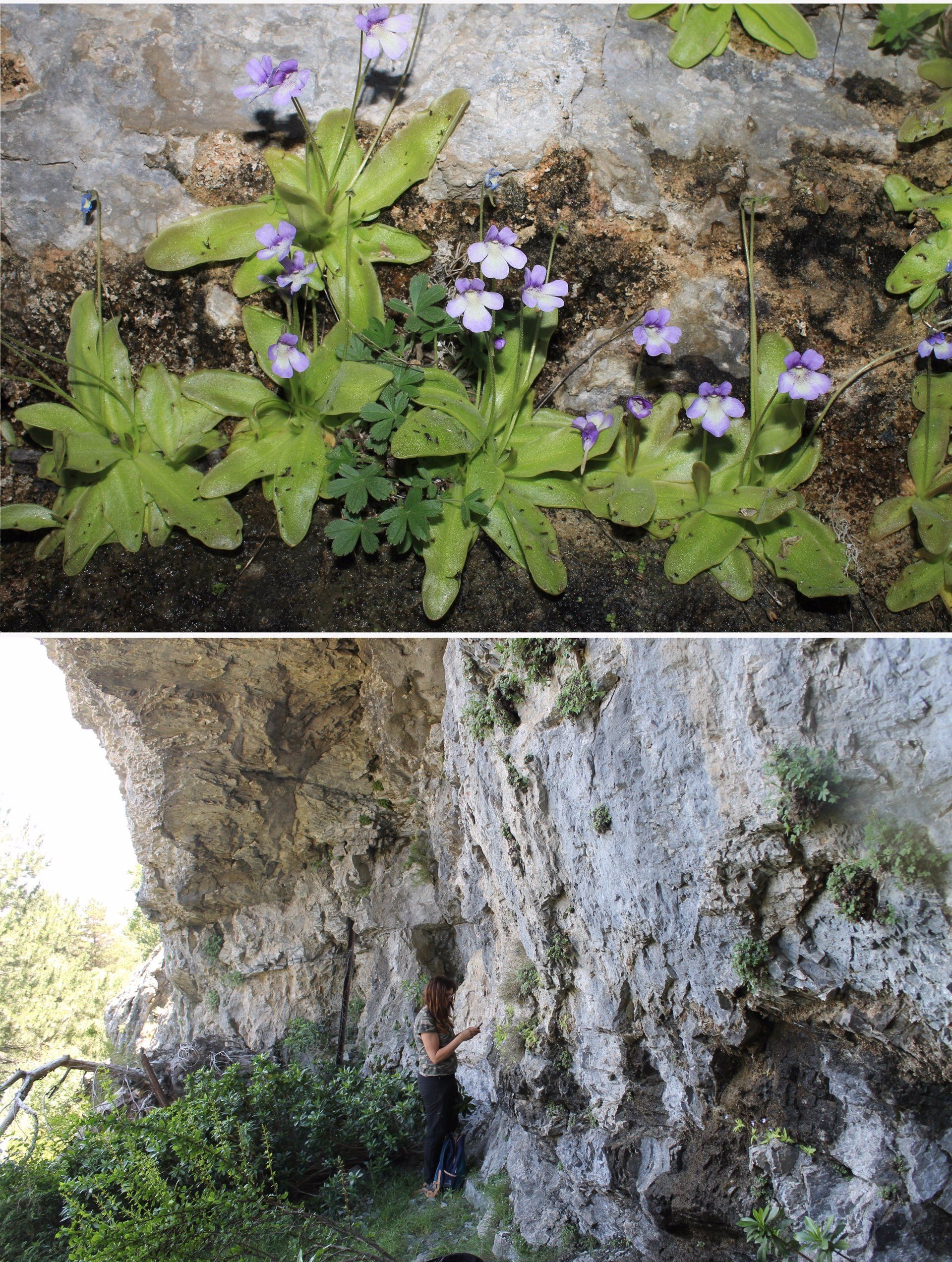 Los ejemplares de 'Pinguicula', plantas carnívoras de alta montaña de la Península Ibérica / Foto: EP