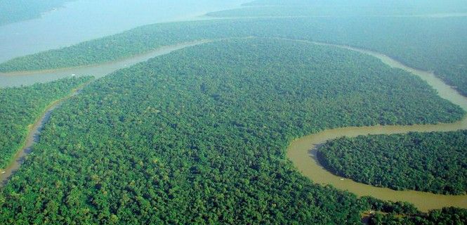 Las densas selvas amazónicas albergaron un día civilizaciones desaparecidas / Foto: Lubasi