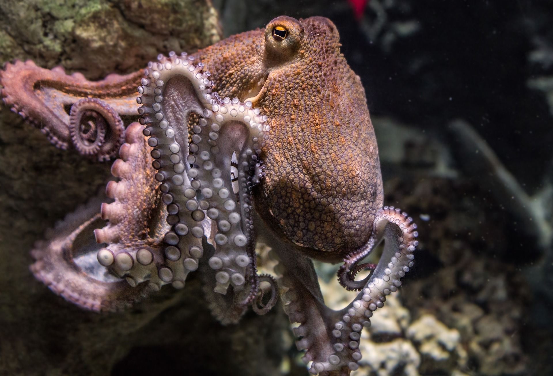 Ejemplar de pulpo en el fondo marino, que utiliza diferentes trucos de camuflaje / Foto: Pixabay