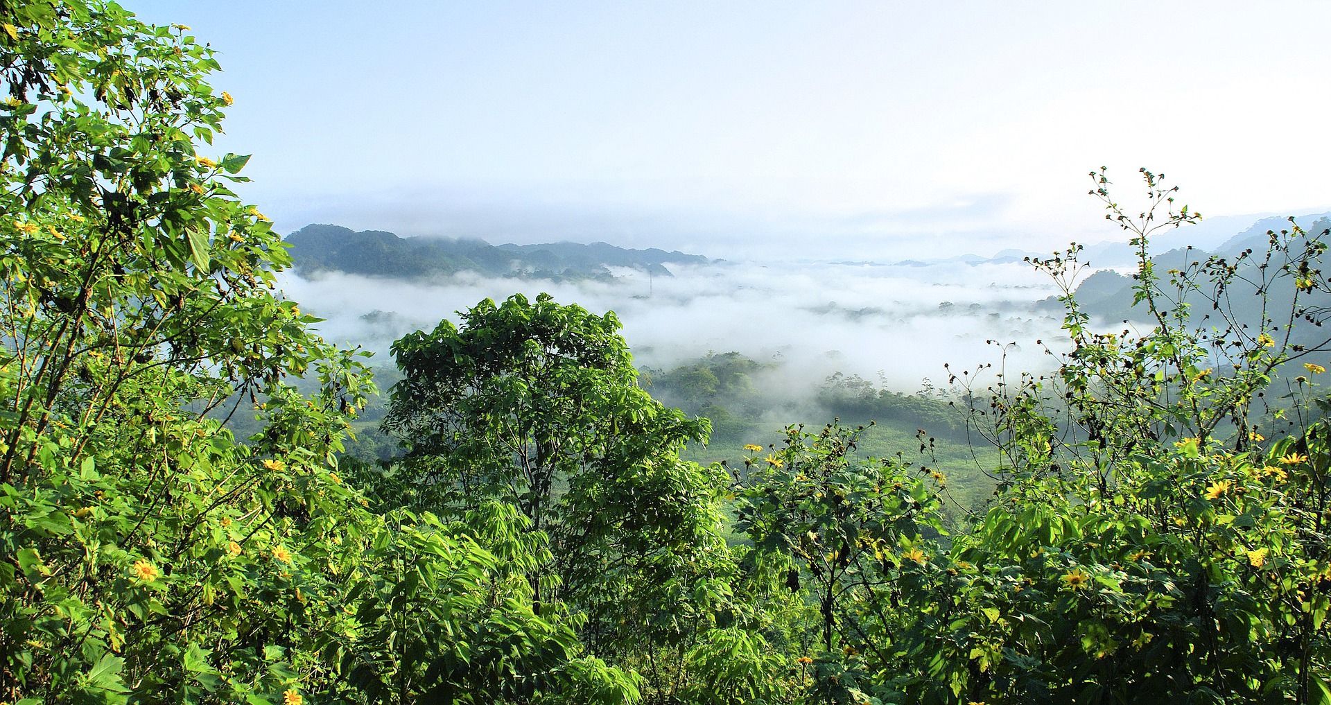 Para que los bosques tropicales puedan adaptarse a los cambios climáticos la temperatura global no debe exceder los 2 °C / Foto: Pixabay