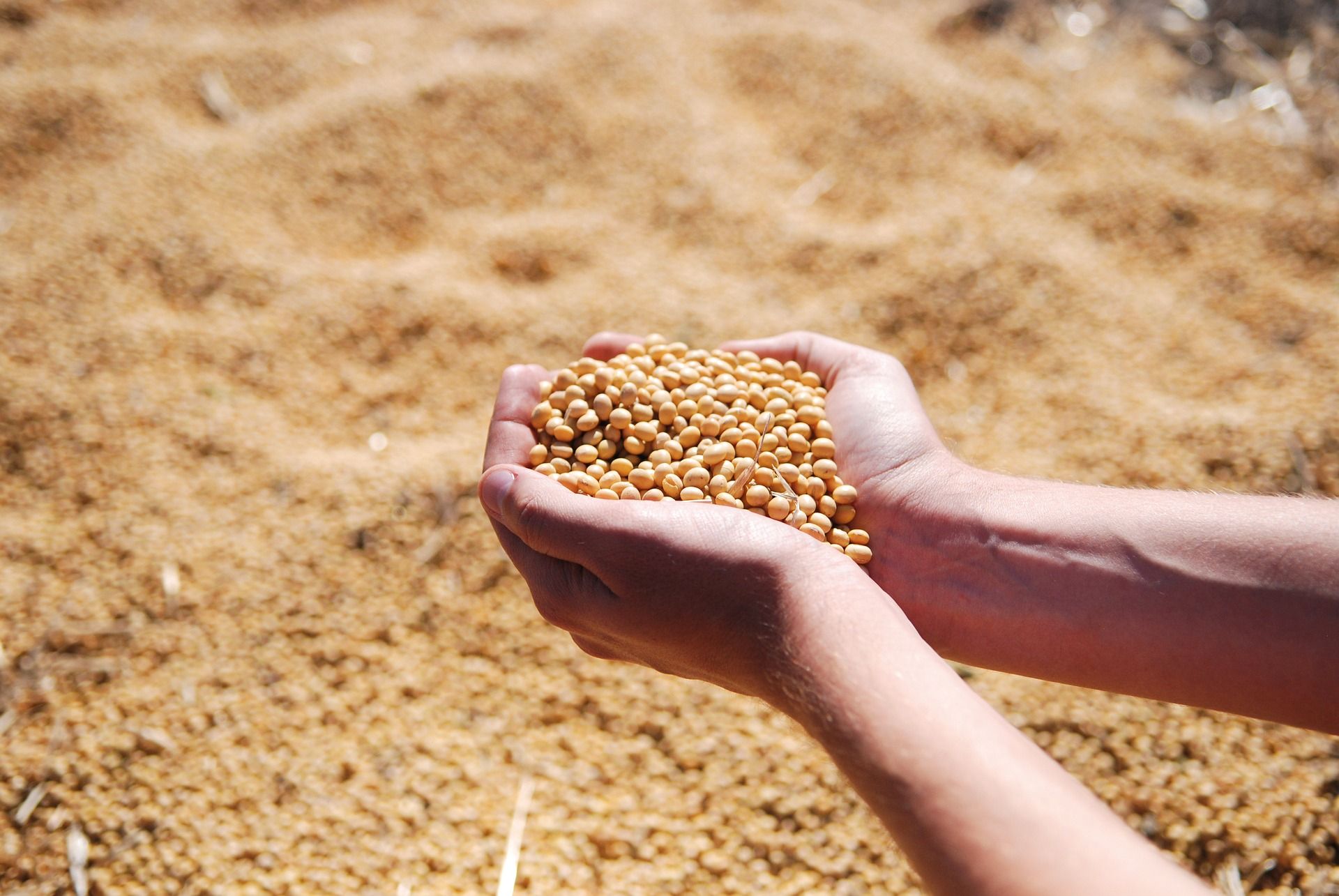 Semillas de soja genéticamente modificadas para alimentación y pienso / Foto: Pixabay