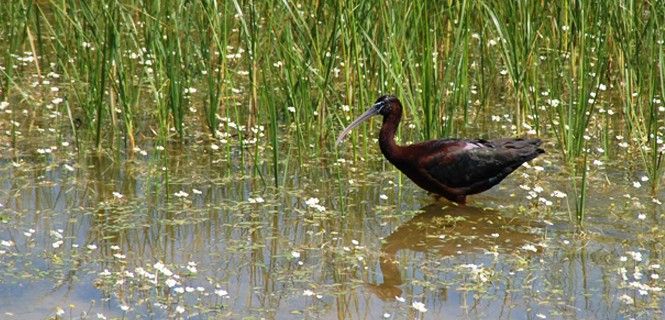 Un ejemplar de morito común al acecho en un arrozal / Foto: Felipe González - Seo/BirdLife