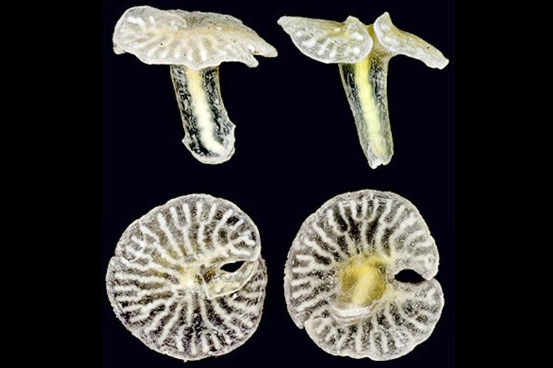 Como su nombre indica, se desconoce el origen del animal marino multicelular 'Dendrogramma enigmática', de aspecto fungiforme / Foto: ESF