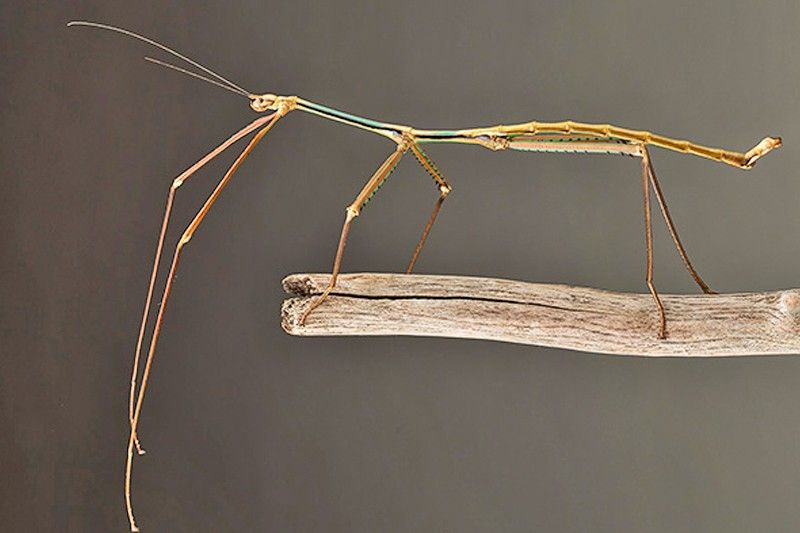Nueva especie de insecto palo, 'Phryganistria tamdaoensis', que ha pasado desapercibida durante décadas para la ciencia en Vietnam / Foto: ESF