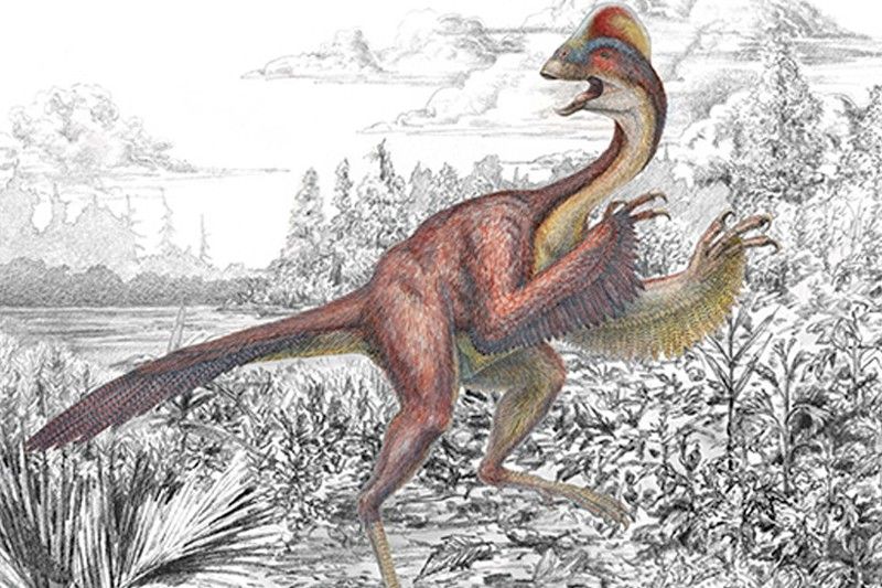 En 2014 se encontraron tres esqueletos parciales del dinousario 'Anzu wyliei', contemporáneo del 'T. rex' y el 'Triceratops' / Foto: ESF