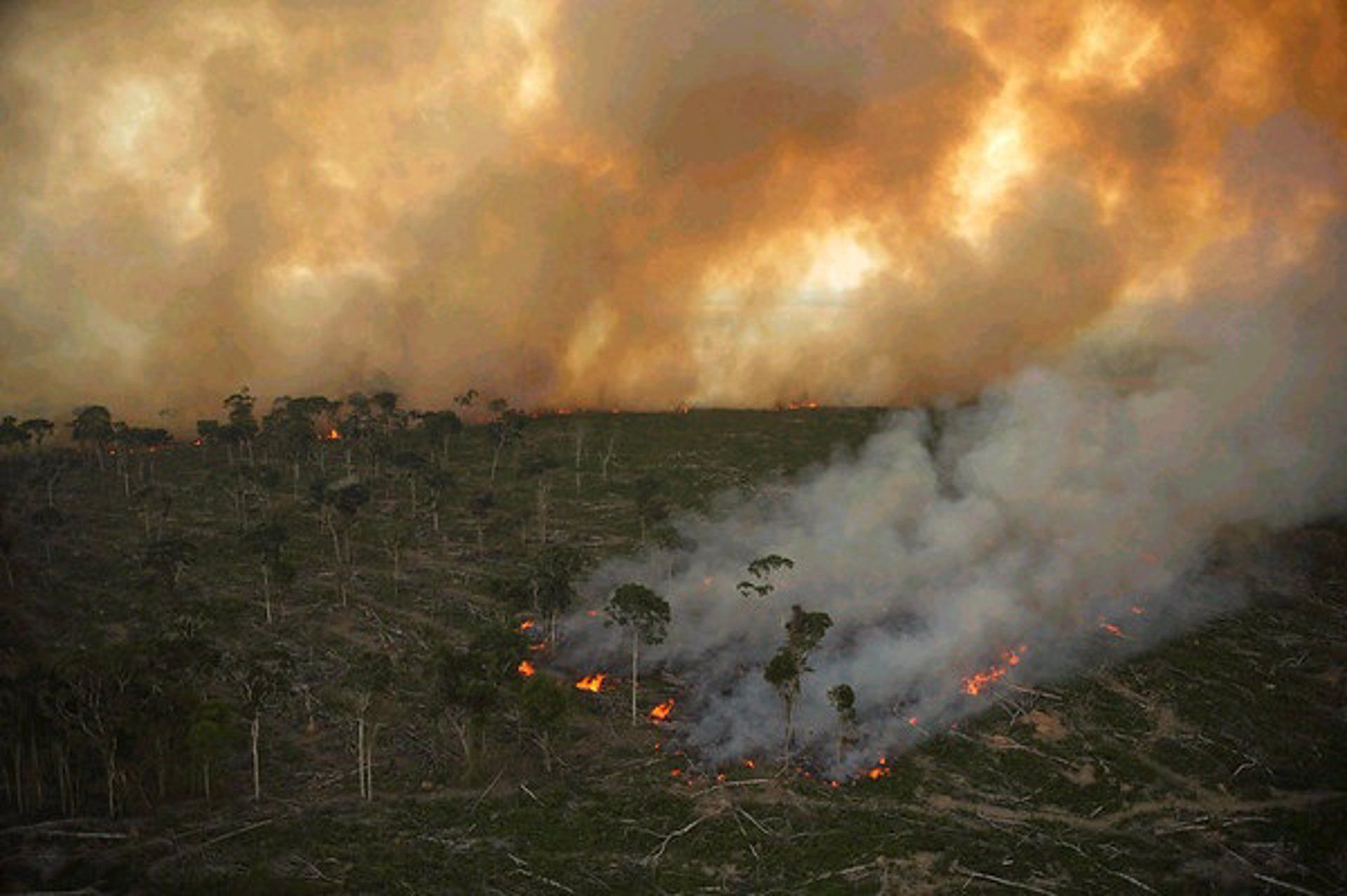 Incendio forestal en el Amazonas. La destrucción del medio ambiente y la globalización  el "cóctel perfecto" para la COVID / Foto: EP