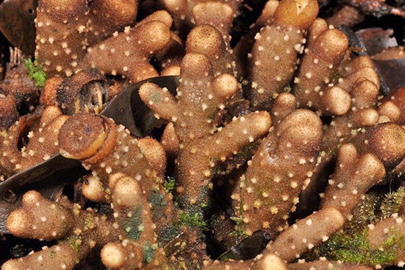 La planta parásita 'Balanophora coralliformis', endémica de Filipinas, está catalogada como en peligro de extinción / Foto: ESF