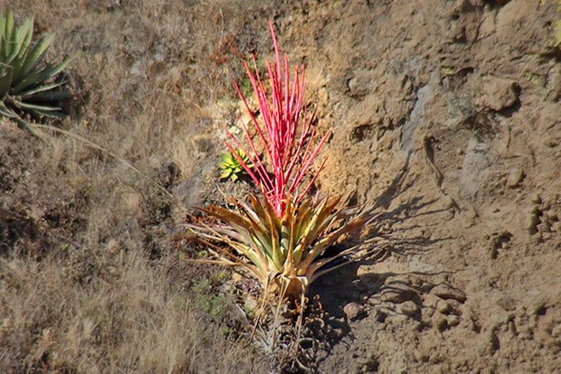 'Tillandsia religiosa', planta empleada en Tepoztlán (México) para adornar altares navideños, pero descubierta ahora por los botánicos / Foto: ESF