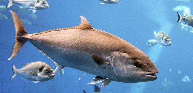 Los peces más grandes, como el atún, tienen mayor número metales pesados / Foto: Cheekylorns