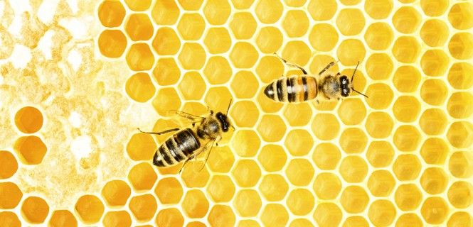 Un tercio de las 206 especies de abejas del país están amenazadas / Foto: Valengild