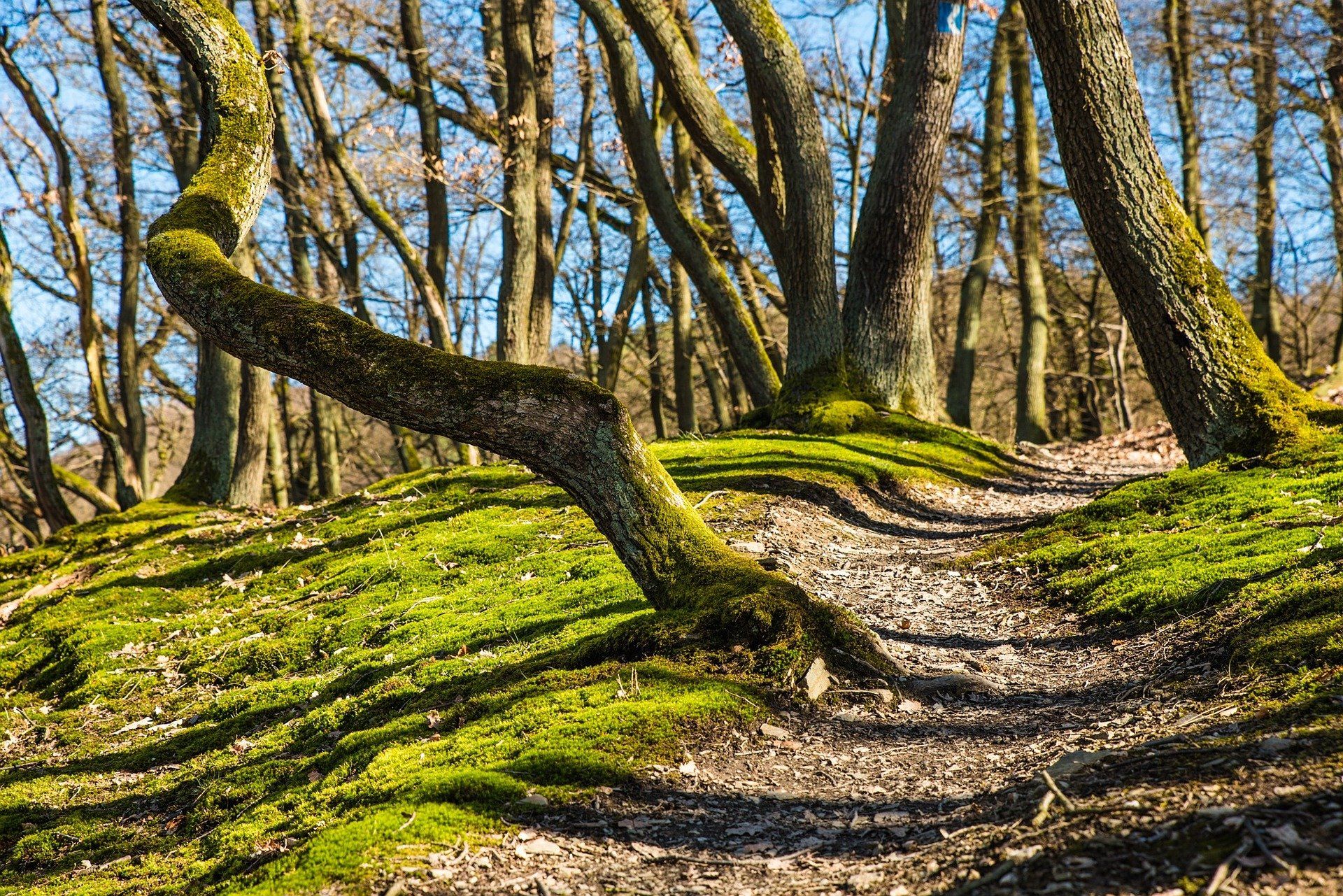 Los bosques absorben más del 10% de las emisiones de gases de efecto invernadero / Foto: Pixabay