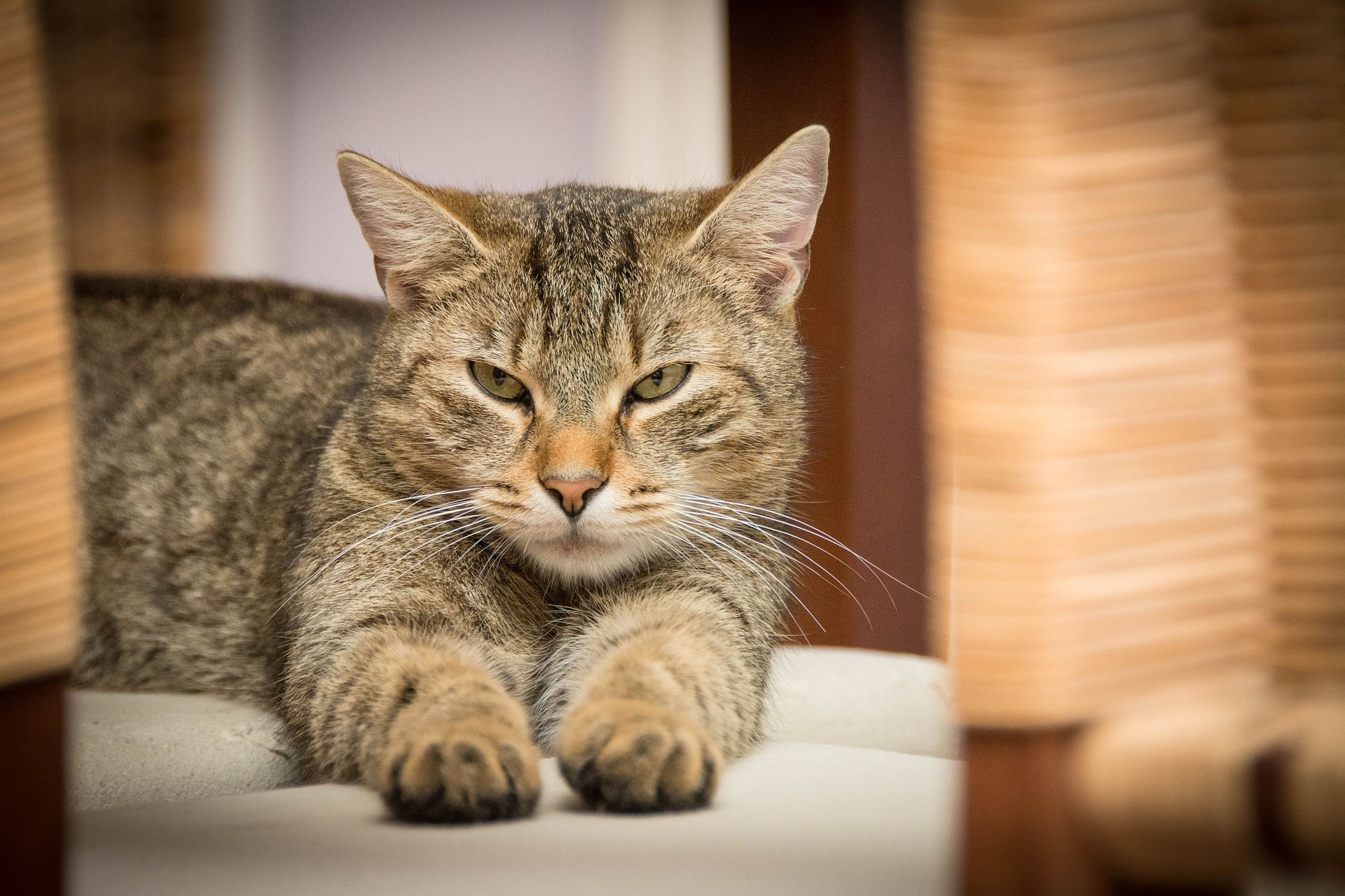 Un gato doméstico que demuestra el movimiento de los ojos entrecerrados / Foto: Pixabay