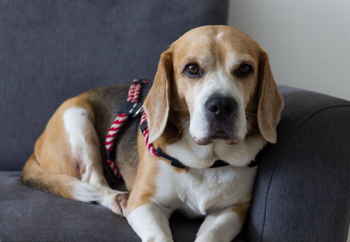 Científicas finlandesas lograron encontrar un hogar a 16 perros de laboratorio / Foto: SINC