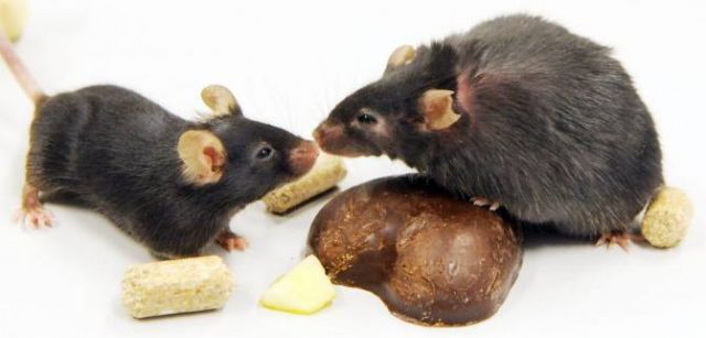 Dos ratones de laboratorio, uno de ellos con signos de obesidad / Foto: SINC