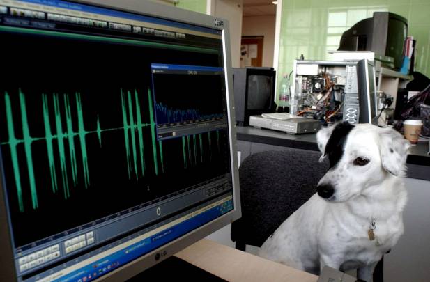 Un perro de cuatro años escucha la grabación de sus ladridos en el laboratorio de etología, de la Universidad Eotvos Lorand de Budapest, Hungría / Foto: SINC
