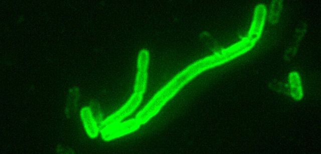 Yersinia pestis, bacteria causante de la peste / Imagen: The Conversation