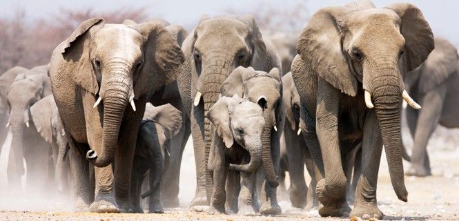 Tan sólo quedan unos 500.000 ejemplares del mayor animal terrestre / Foto: Johannes Gerhardus Swanepoel