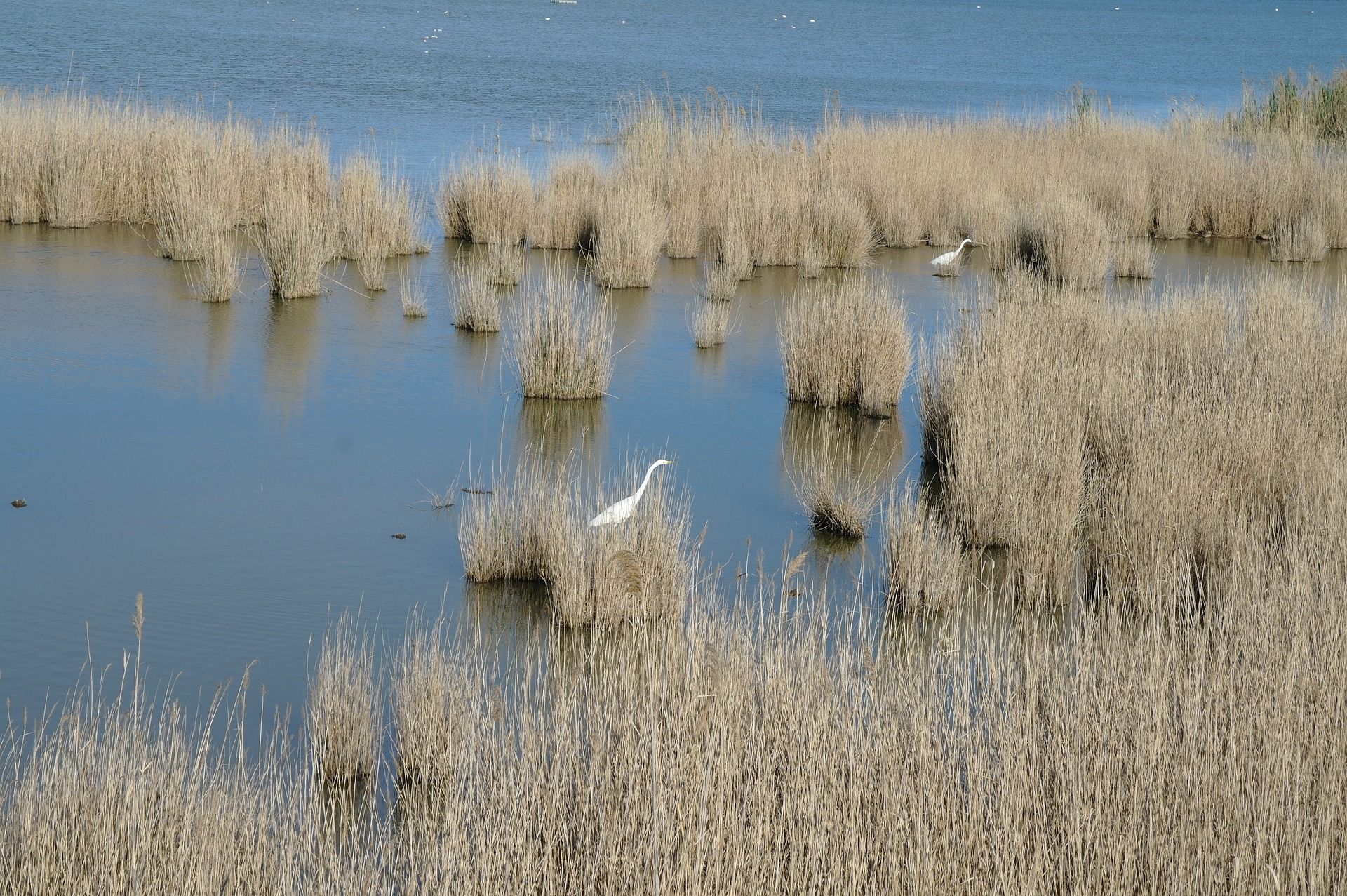 Nuevas reservas naturales de fauna salvaje / Foto: Mrgar - Pixabay