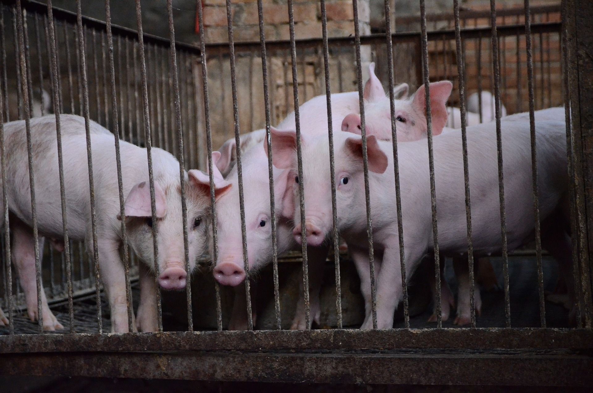 Unos cerdos de corta edad tras las verjas de una granja perteneciente al sector ganadero industrial / Foto: Pixabay