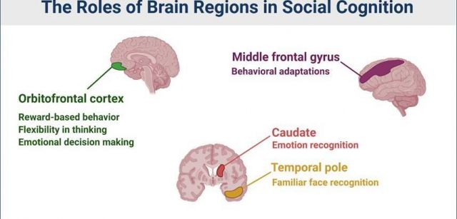 Roles de las regiones cerebrales en la cognicion social