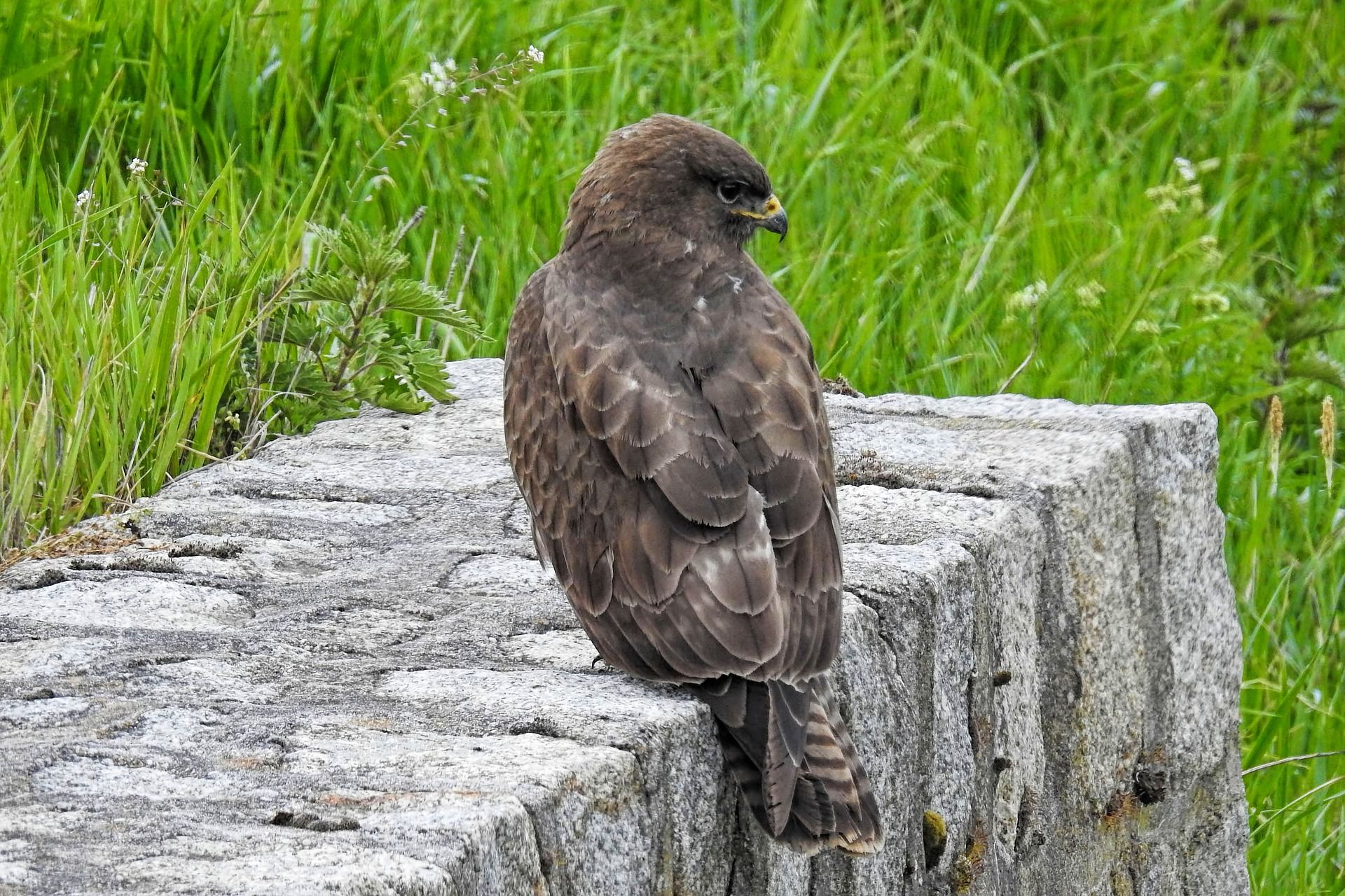 Aguilucho lagunero, especie amenazada / Foto: Hans Benn - Pixabay