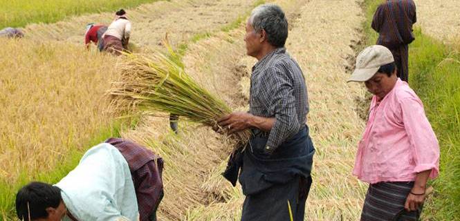 Campesinos en la cosecha de arroz en los campos de Wangdue Phodrang, Bután / Foto: Fritz Hiersche