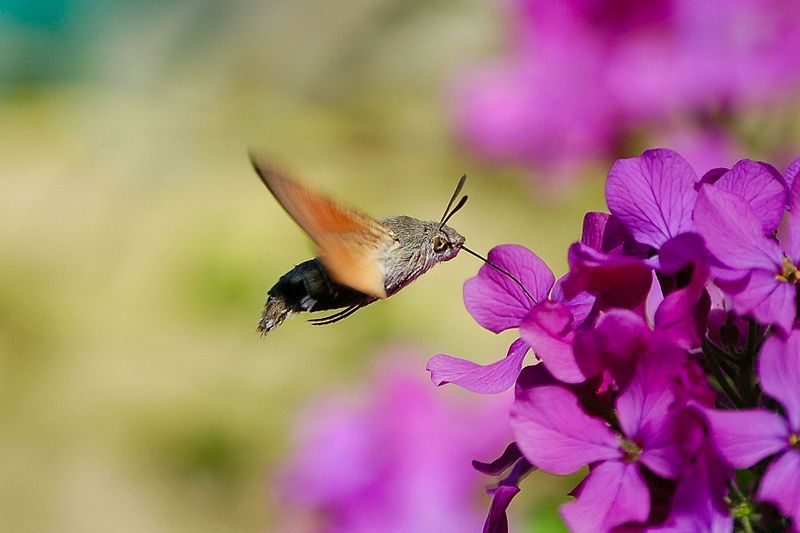 Esfinge colibrí, 'Macroglossum stellatarum'. Los insectos son una de las especies más amenazadas / Foto: Wikimedia Commons 