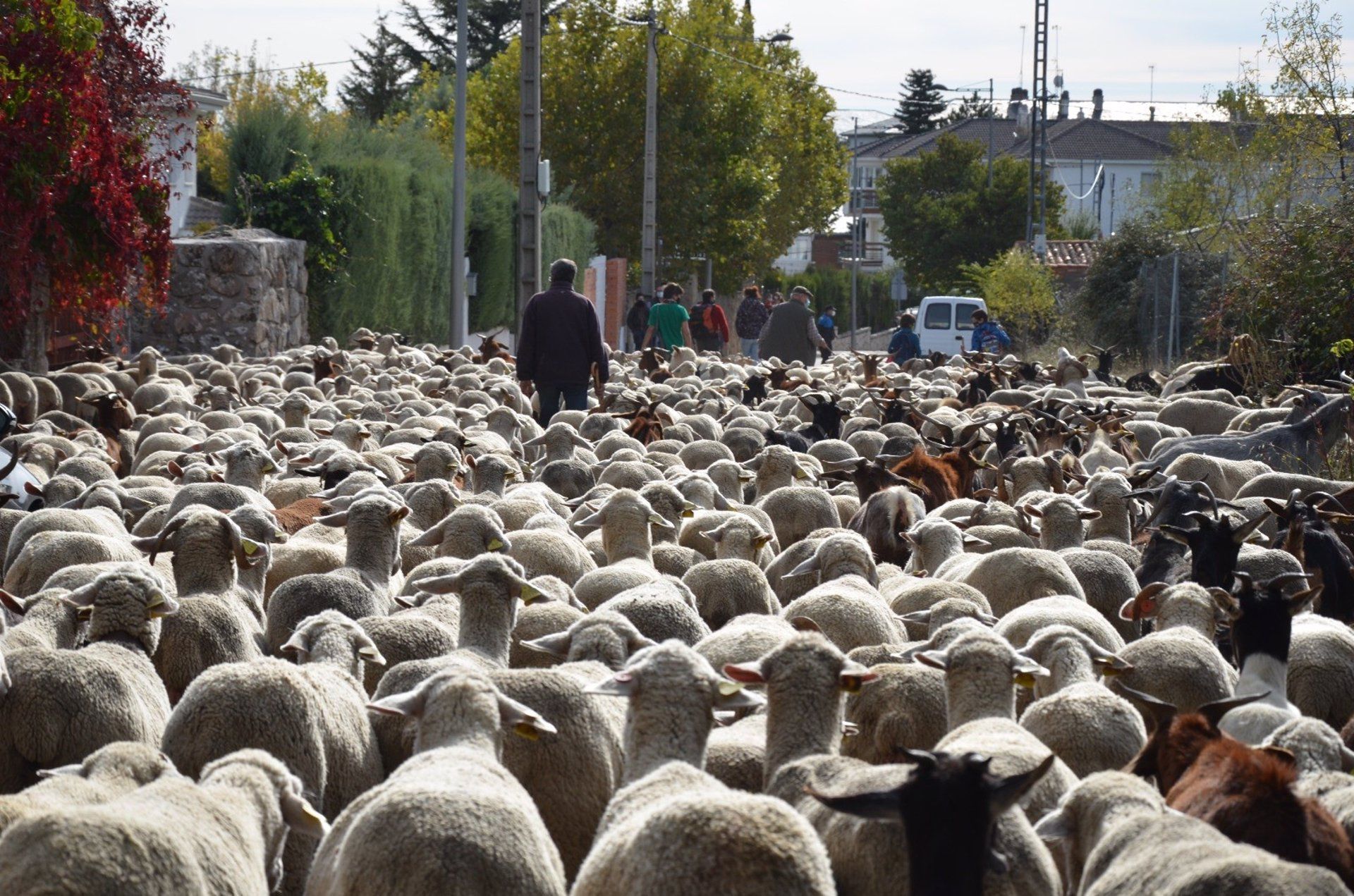 Un rebaño trashumante de ovejas merinas / Foto: EP
