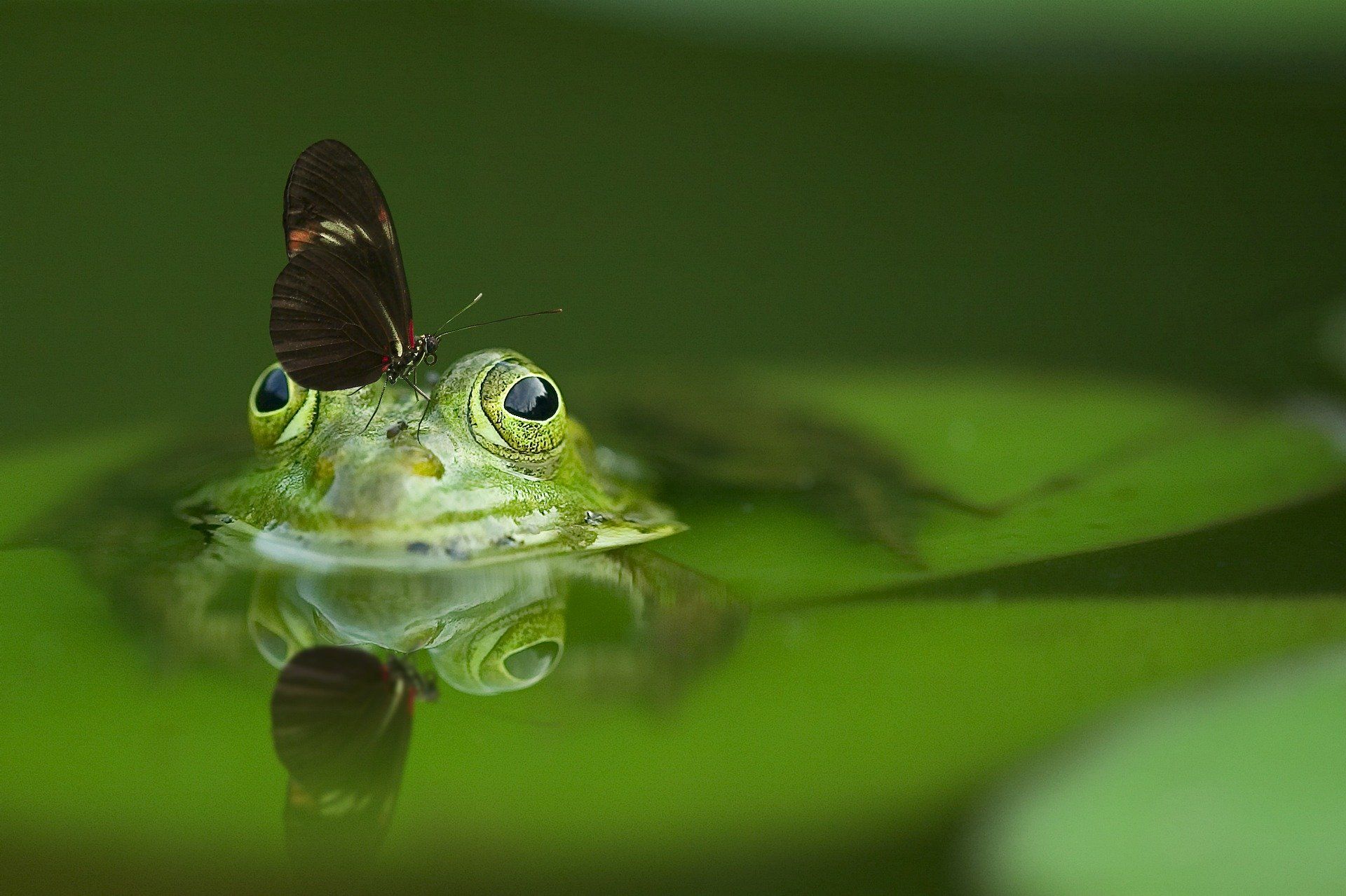 Una mariposa permanece inmóvil sobre una rana. Pérdida de biodiversidad / Foto: Frank Winkler - Pixabay 