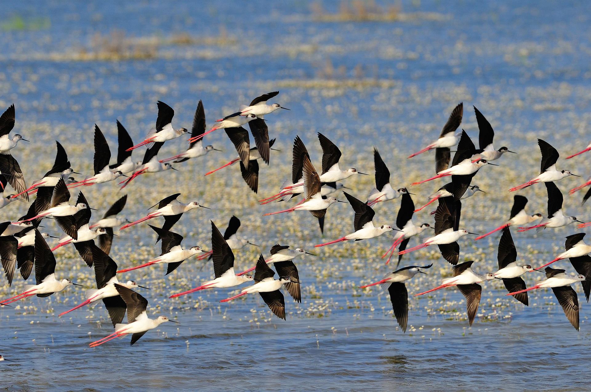 Aves en Doñana. El confinamiento no fue tan positivo para la biodiversidad / Foto: EP