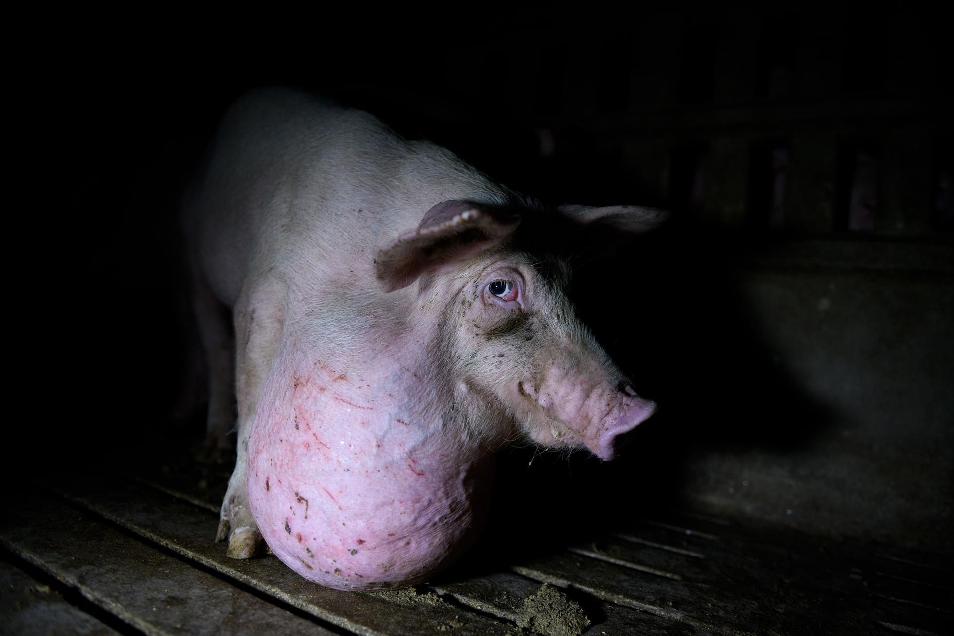 'Tras los muros' denuncia el maltrato a los cerdos en las granjas españolas / Foto: EP