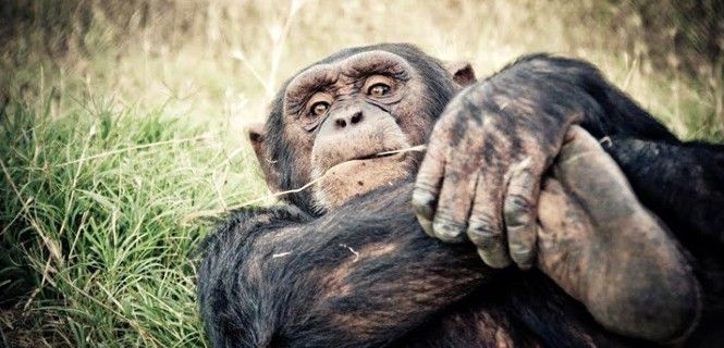 Una investigación ha seguido el proceso de rehabilitación de 15 primates / Foto: Fundació Mona