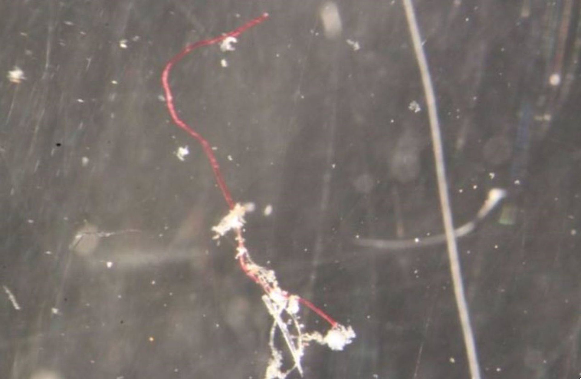 Fibra de microplásticos del Océano Austral / Foto: EP