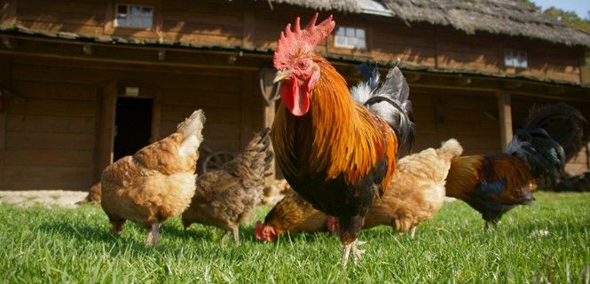 Gallos y gallinas en semi-libertad en una granja. Bienestar animal y ambiental / Foto: Gkordus