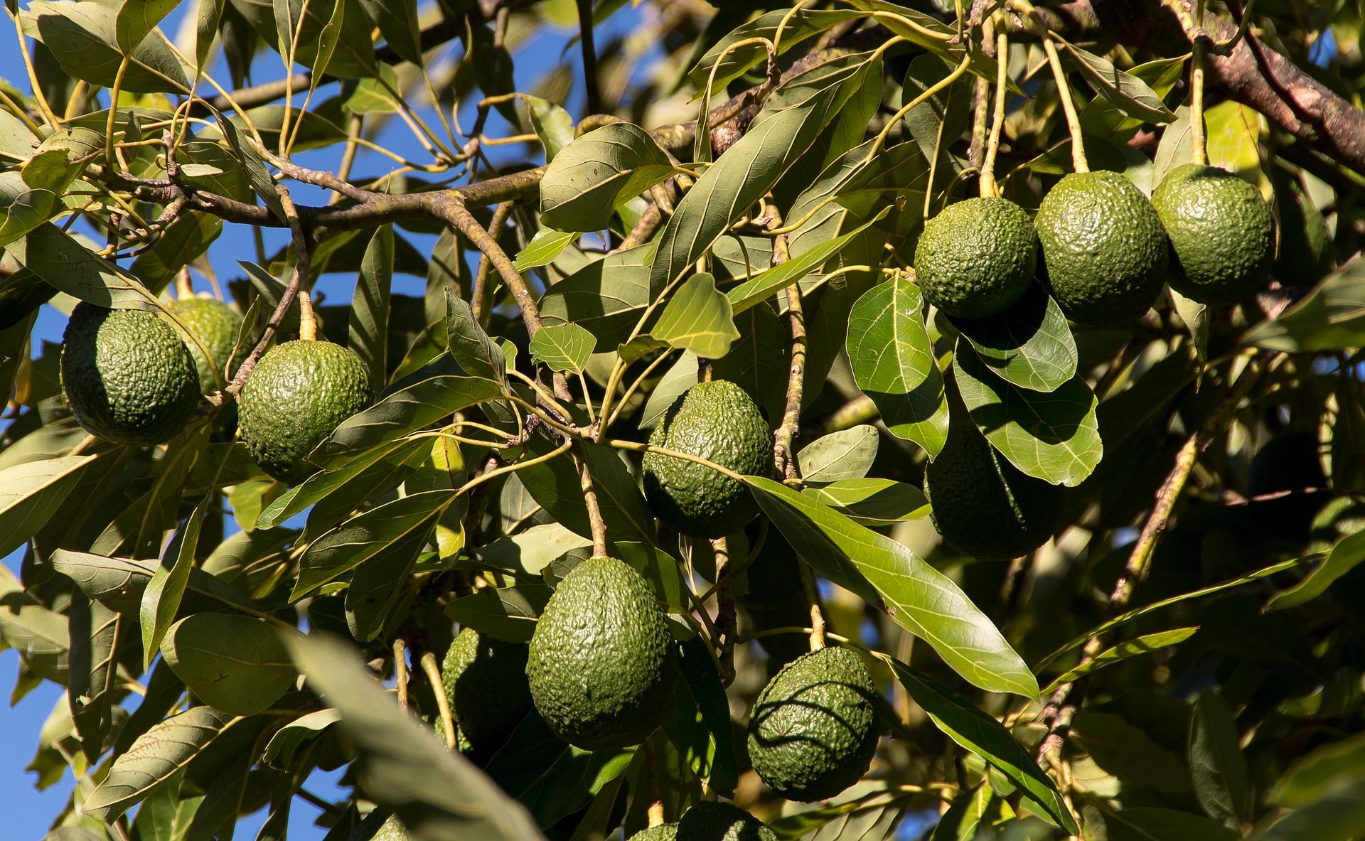 Árbol de aguacate con frutos / Foto: Sandid - Pixabay 